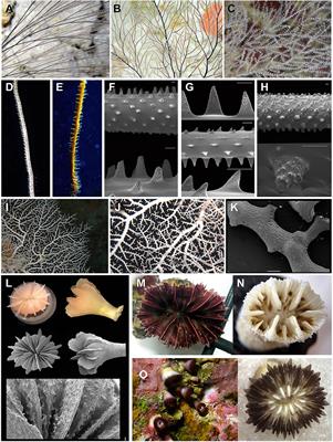 Corals in the Mesophotic Zone (40–115 m) at the Barrier Reef Complex From San Andrés Island (Southwestern Caribbean)